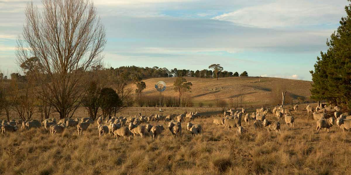 Wool1