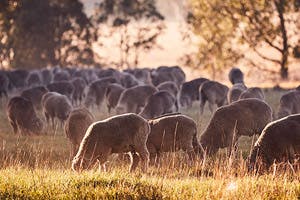 The Big Merino: A Guide to the Iconic Italian Wool Mills
