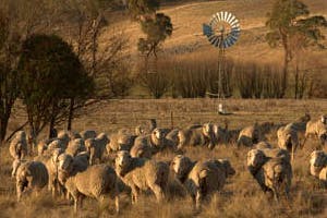 Why We Love Australian Merino Wool & Why You Will Too