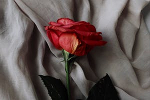 Valentines Day Giveaway: Win 1 of 10 Mr Roses Bouquets 