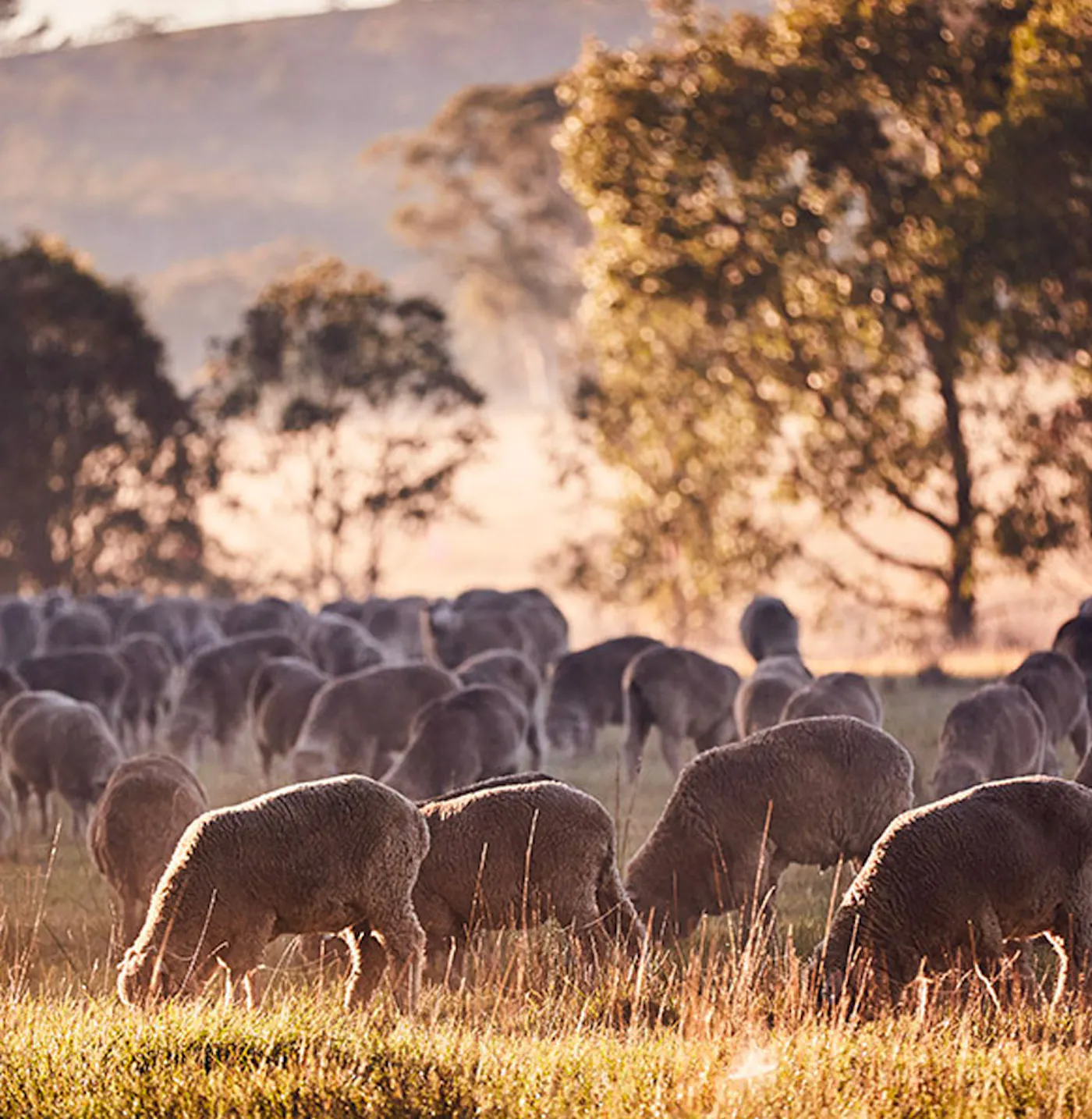 The-Big-Merino-Image-01