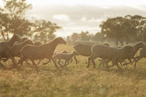 What Makes Wool the Favoured Fabric of Tailors?